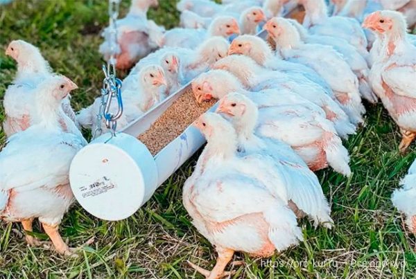 Выращивание цыплят-бройлеров пошагово для новичков. 