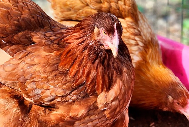 АСД курам дозировка и как давать несушкам и цыплятам. 
