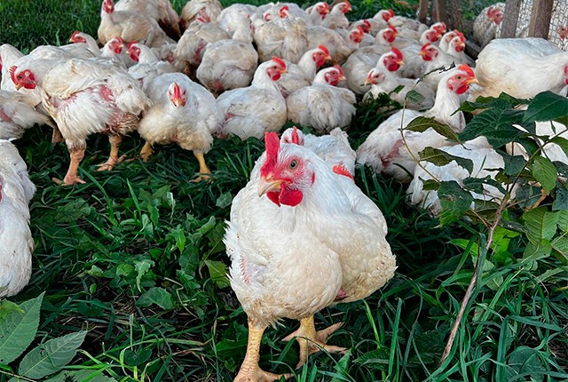 Качество мяса цыплят бройлеров от чего зависит, как улучшить? 