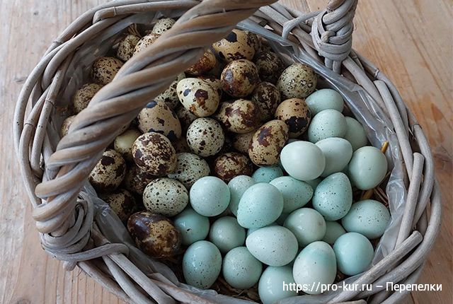 Мелкие яйца у перепелок – причины и как исправить