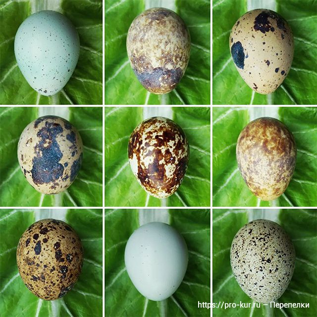 Мелкие яйца у перепелок – причины и как исправить. 