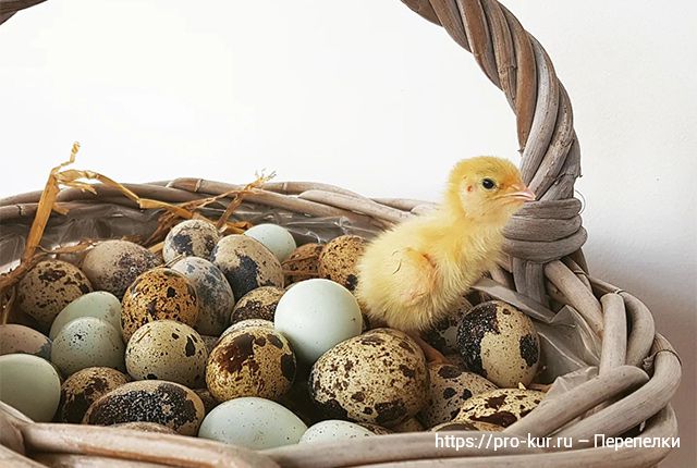 Мелкие яйца у перепелок – причины и как исправить