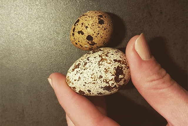 Мелкие яйца у перепелок – причины и как исправить. 