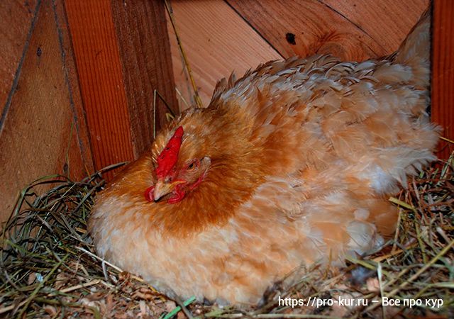 Выведение цыплят под наседкой в домашних условиях. 