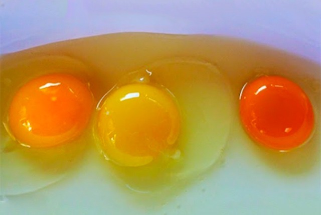 Чем кормить кур для яркого желтка яиц несушек. 