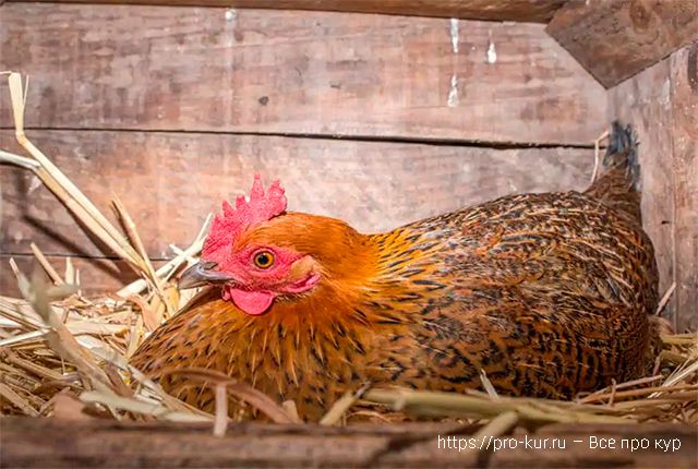 Как узнать возраст курицы – внешние верные признаки