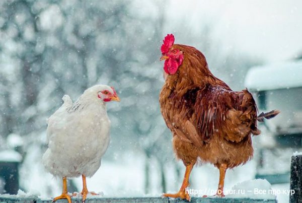 Как правильно ухаживать за курами несушками зимой. 