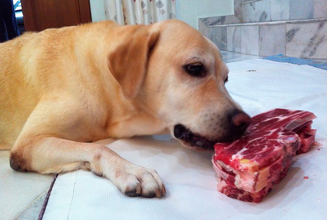 Кормление собак мясом и влажными кормами. 