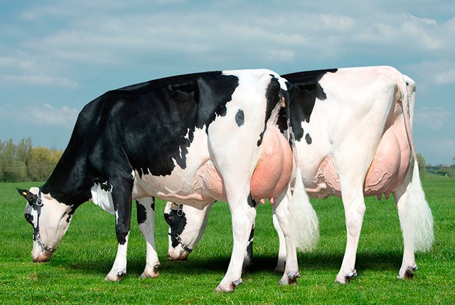 Мастит у коров – симптомы и лечение, профилактика. 
