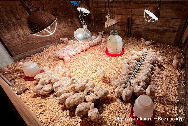 Помещение, оборудование и инвентарь для выращивания цыплят. 