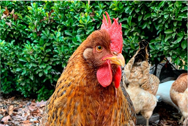 Тетрамизол курам, цыплятам и бройлерам дозировка как давать несушкам. 