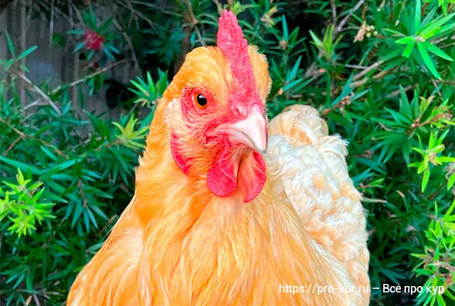 Тетрамизол курам, цыплятам и бройлерам дозировка как давать несушкам. 