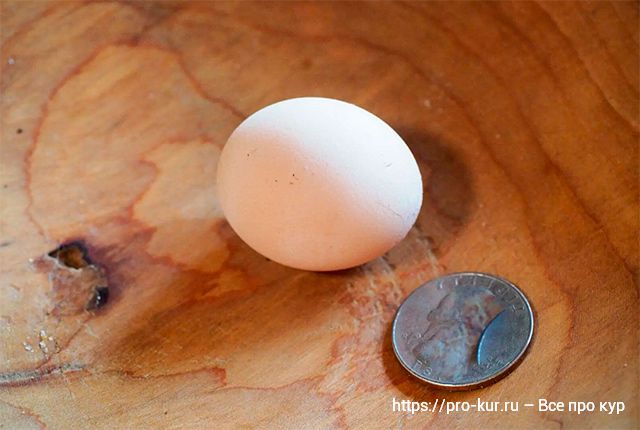 Что делать, если у кур стали мелкие яйца