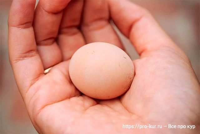 Что делать, если у кур стали мелкие яйца