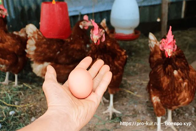 Куры стали нести маленькие яйца – разбираемся в причинах. 