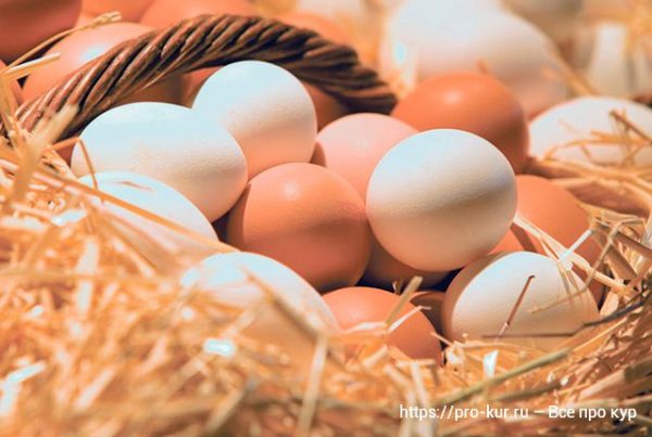 Все про кур несушек