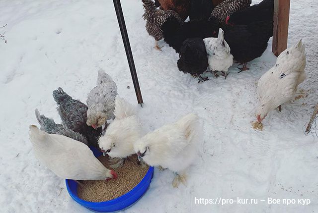 Как кормить кур комбикормом зимой