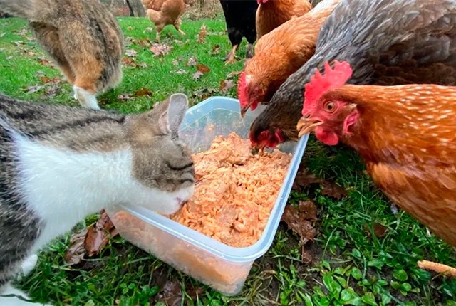 Кошачий корм в кормлении линяющих кур. 