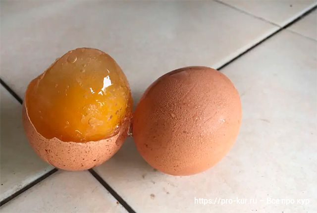 Собирать яйца в курятнике в тот же день не получается