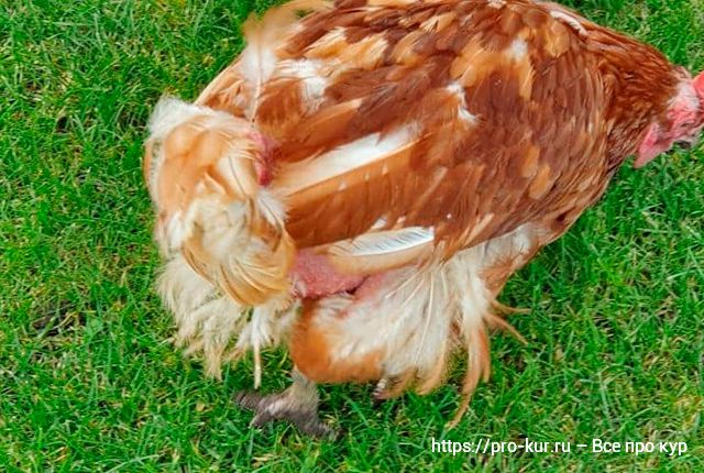 У кур с птицефабрики не отрастают перья – почему, что делать? 
