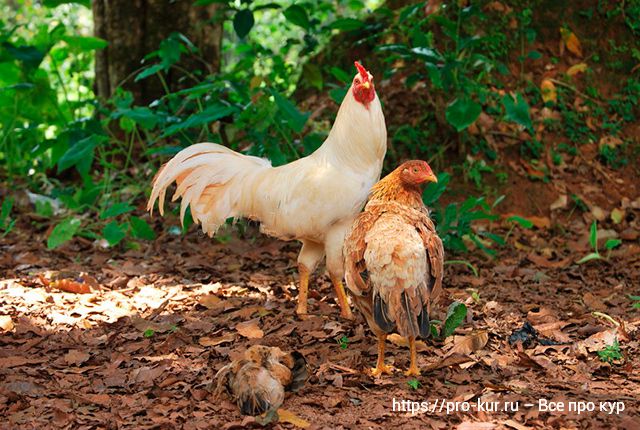 У петуха любимая курица – как помочь бедняжке при настойчивых ухаживаниях. 
