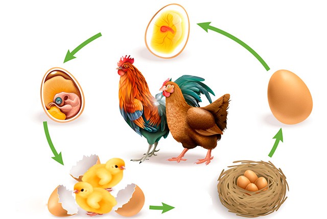 Жизненный цикл курицы от яйца по выхода не пенсию. 