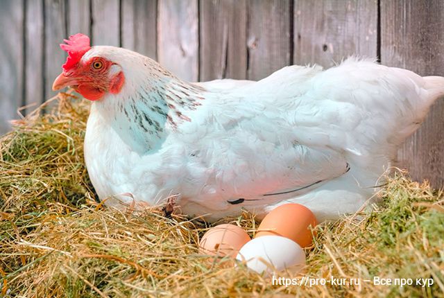 Главные причины снижения яйценоскости кур несушек. 