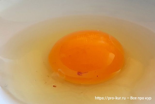 Кровинка в курином яйце – причины и безопасность. 
