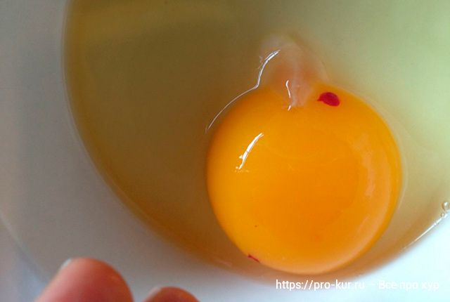 Кровинка в курином яйце – причины