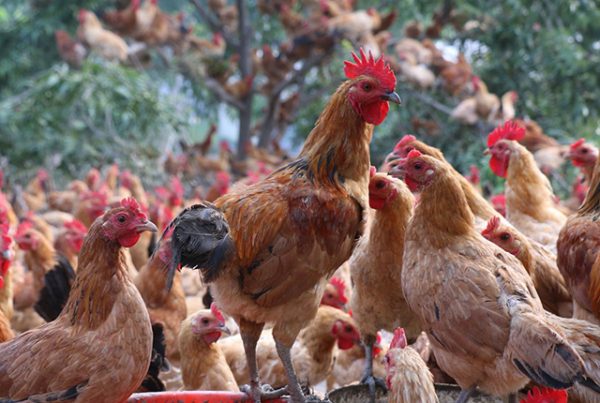 Все про кур несушек