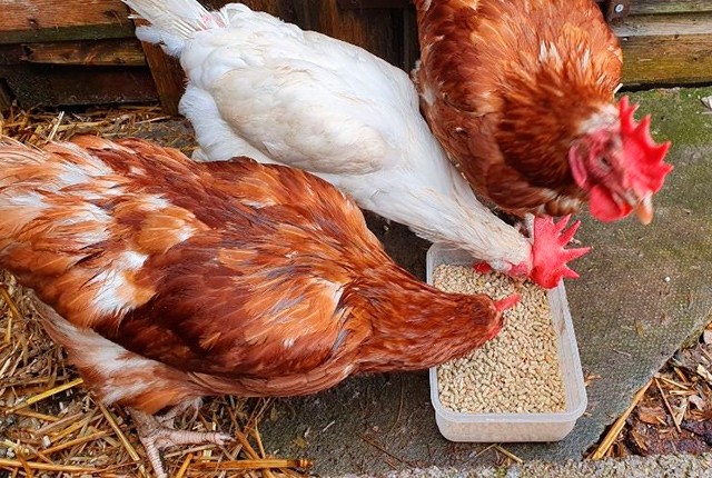 Покупка кур с птицефабрики – что приготовить и как кормить. 