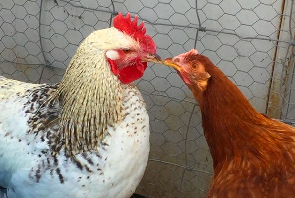 Все про кур несушек