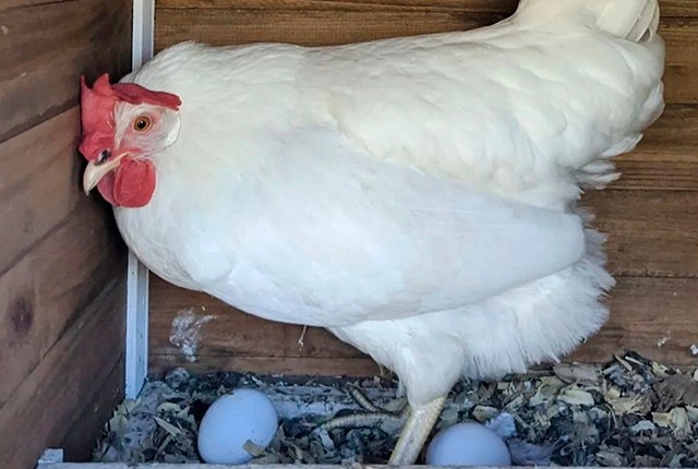 Тонкая скорлупа у куриных яиц
