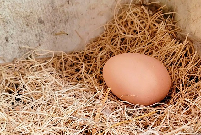 Проблемы со скорлупой яиц у кур несушек. 