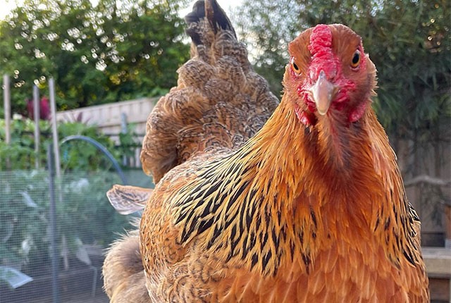 Что влияет на качество куриных яиц
