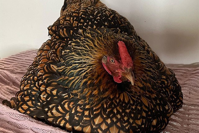 Что влияет на качество куриных яиц