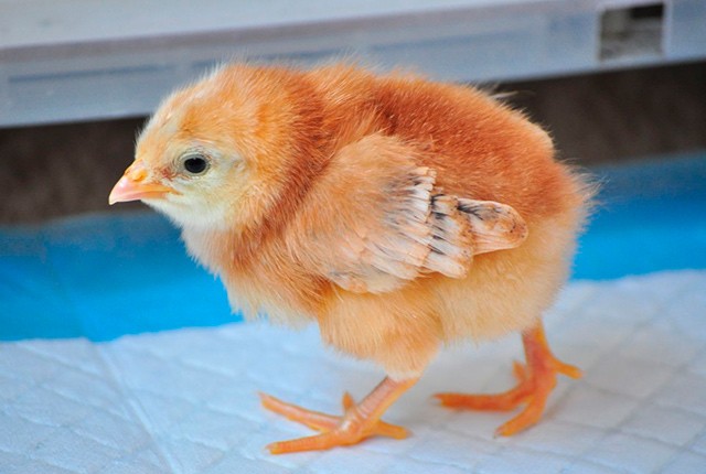 Подготовка к вылуплению цыплят и кормление в 1-ю неделю жизни. 