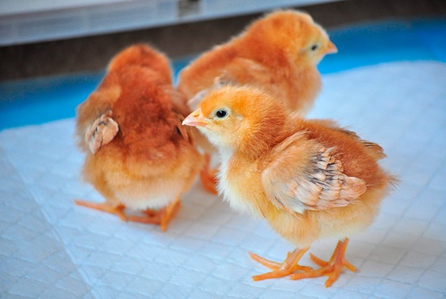 Подготовка к вылуплению цыплят и кормление