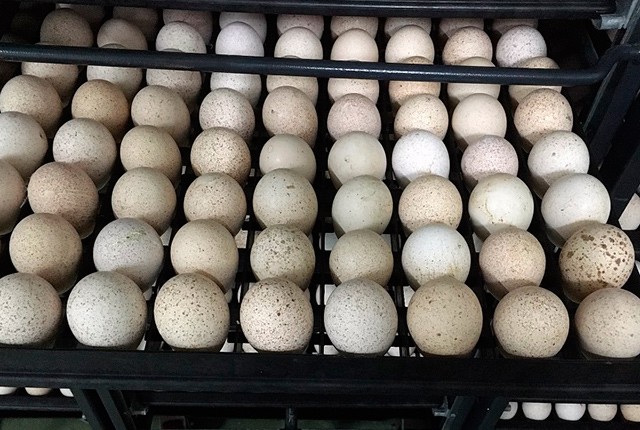 Инкубация яиц индейки