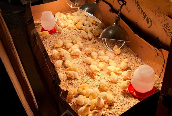 Как долго нужно обогревать цыплят под лампой сколько недель. 