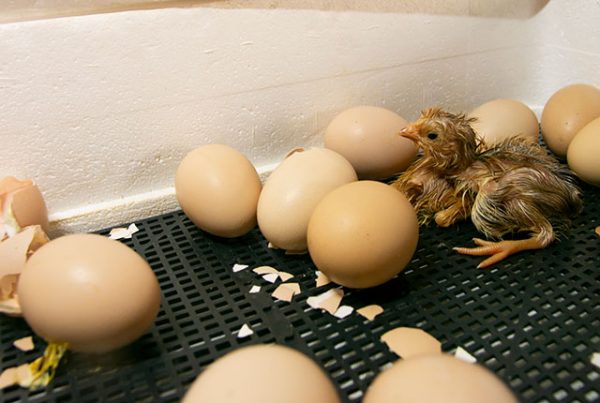 Инкубация куриных яиц для начинающих с нуля. 