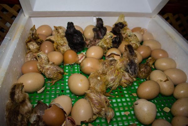 21-й день инкубации и время вылупления цыплят
