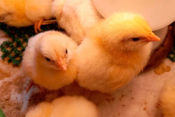 Итоги инкубации бройлеров Кобб-500 цыплята в домашних условиях. 
