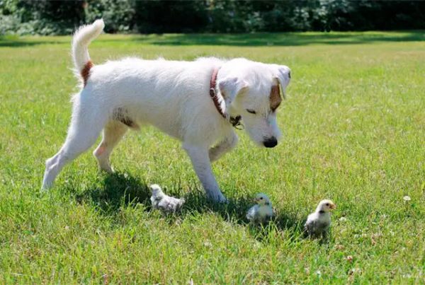 Как научить собаку не нападать на кур и цыплят. 
