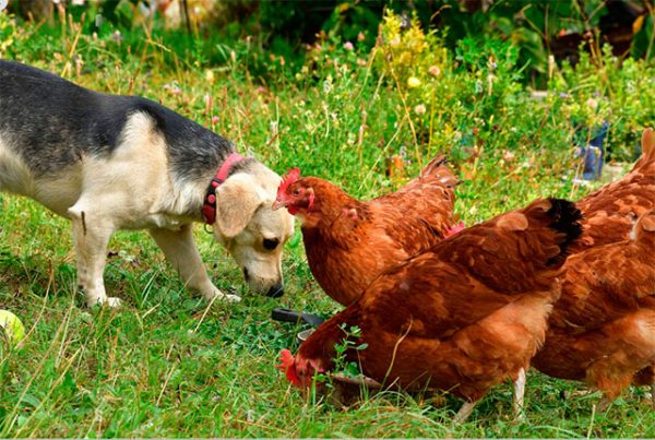 Как научить собаку не нападать на кур и цыплят. 