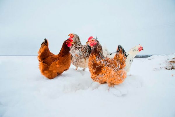 15 случаев потерять кур и цыплят от невнимательности