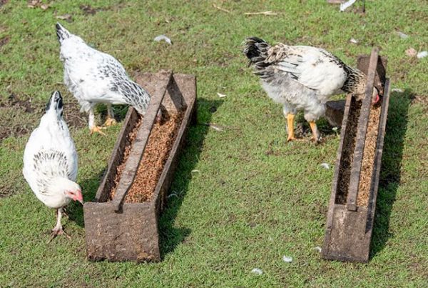 15 случаев потерять кур и цыплят от невнимательности
