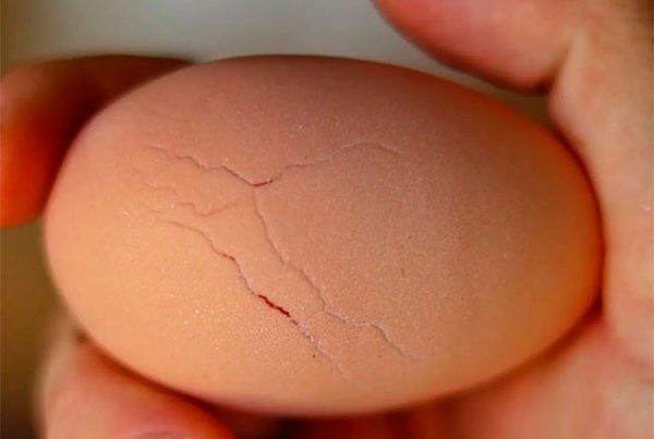 Трещины на яйце почему бывают. 