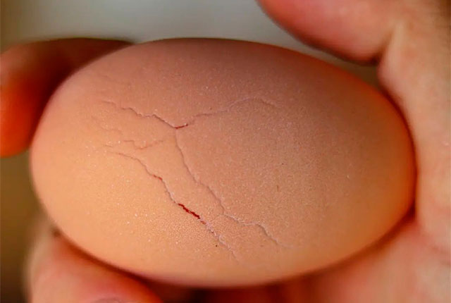 Почему яйца жидкие. Трещина в яйце причины. У ребенка на яичках небольшая трещина. Почему у яиц вспухшая ребристая скорлупа.