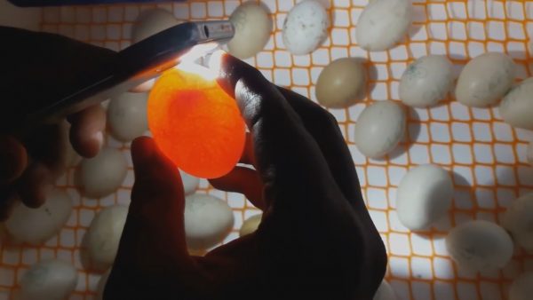 5-й день инкубации куриных яиц и что происходит в яйце. 
